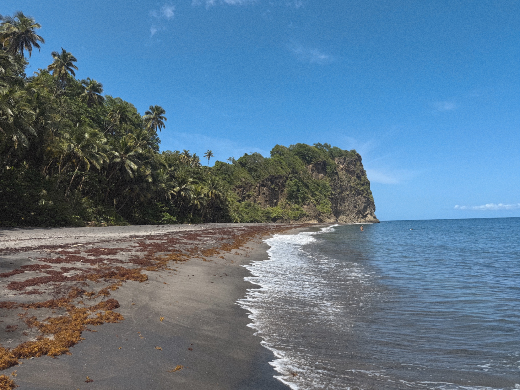 A black sand beach lined with palm trees