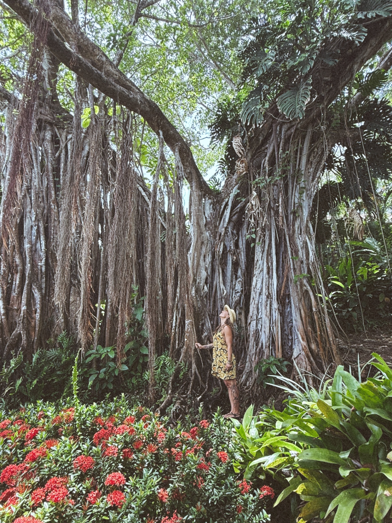 Gina looking up at a giant banyan tree draped with hanging roots