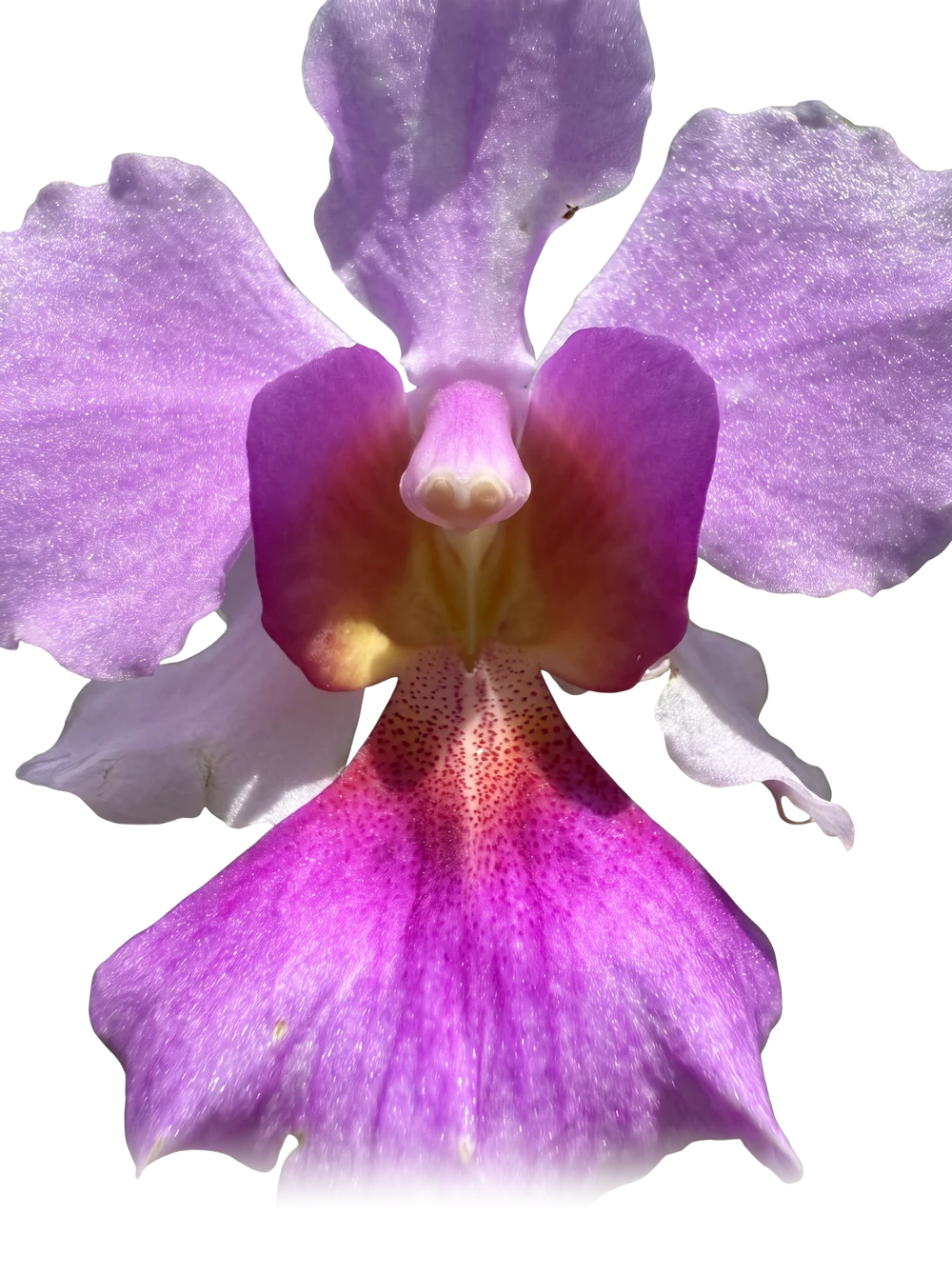 A lavender orchid bloom with a fuchsia lip and a golden throat, opening toward the camera