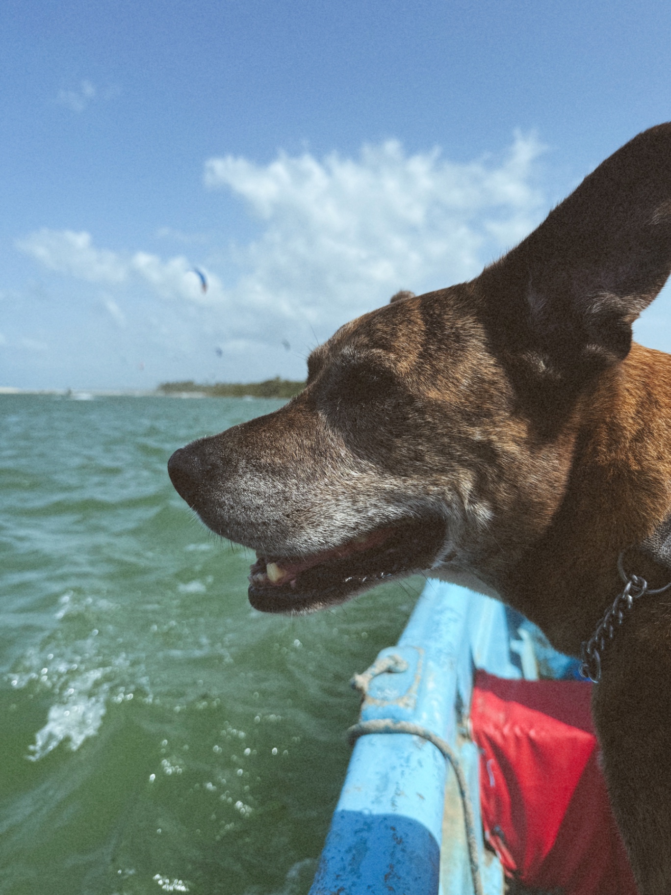The ship's dog watching the water from the bow